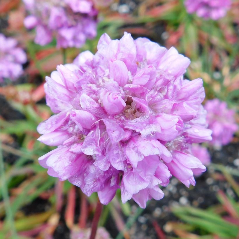 Armeria pseudarmeria Ballerina Lilac - Engels gras (Bloei)