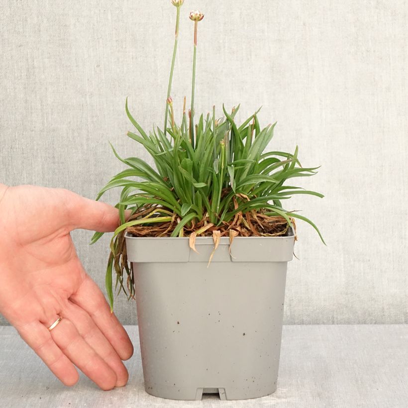 Exemplaar van Armeria pseudarmeria Ballerina Lilac - Engels gras Pot van 2 l/3 l zoals geleverd in de lente