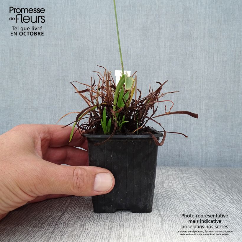 Exemplaar van Armeria pseudarmeria Ballerina Red - Engels gras Kweekpotje van 8/9 cm zoals geleverd in de herfst