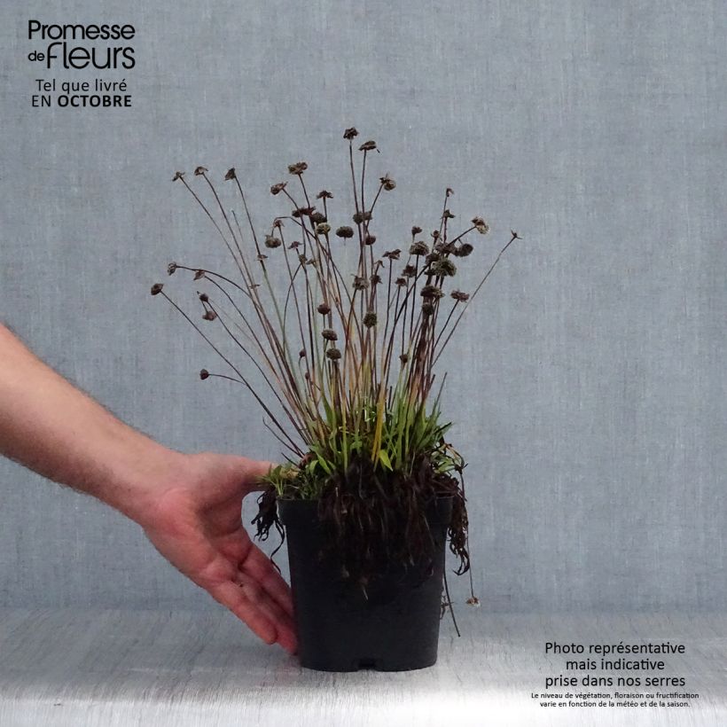 Exemplaar van Armeria pseudarmeria Ballerina Red - Engels gras Pot van 2 l/3 l zoals geleverd in de herfst