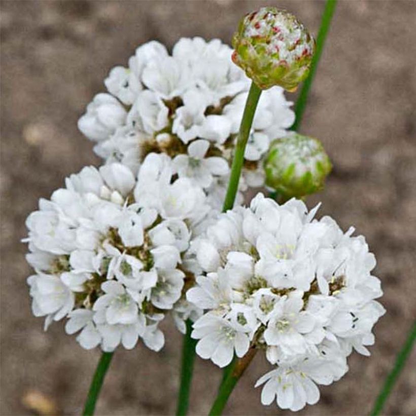 Armeria pseudarmeria Ballerina White - Engels gras wit (Bloei)