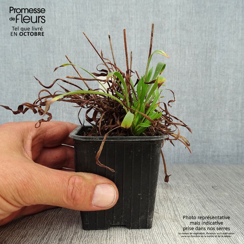 Exemplaar van Armeria pseudarmeria Ballerina White - Engels gras wit Kweekpotje van 8/9 cm zoals geleverd in de herfst