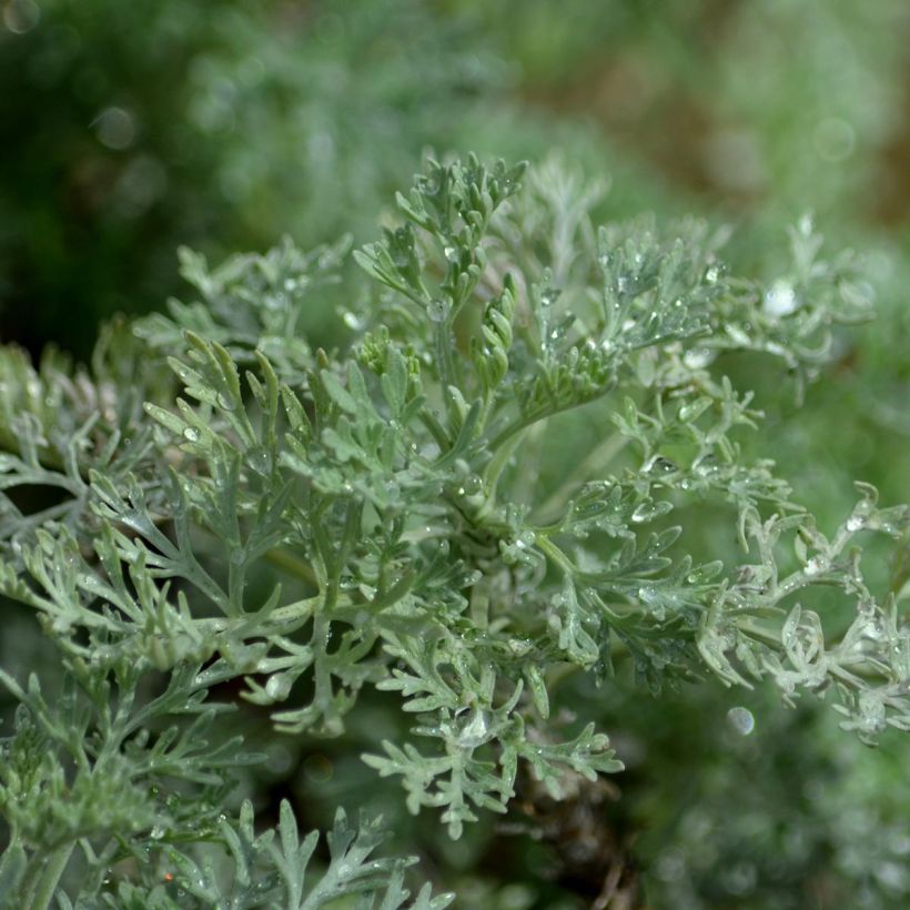 Artemisia arborescens Powis Castle - Alsem (Blad)