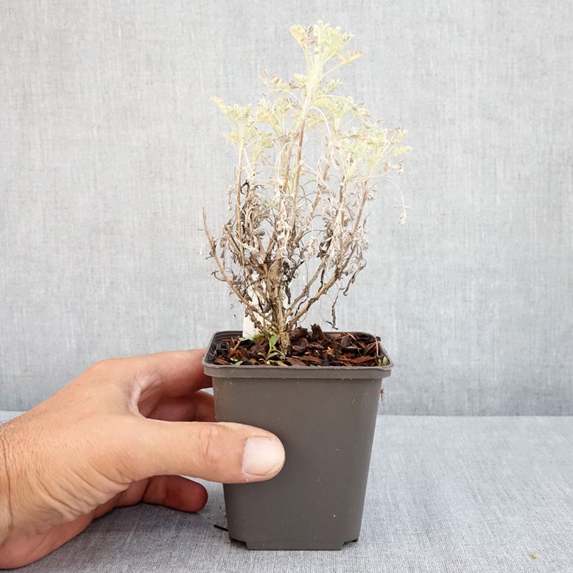 Exemplaar van Artemisia arborescens Little Mice - Alsem Kweekpotje van 8/9 cm zoals geleverd in de zomer