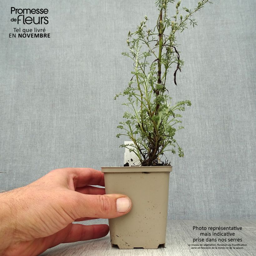 Exemplaar van Artemisia arborescens Little Mice - Alsem Kweekpotje van 8/9 cm zoals geleverd in de herfst