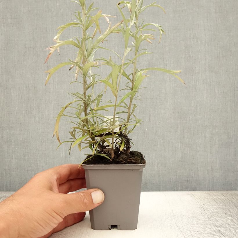Exemplaar van Artemisia ludoviciana Silver Queen - Westerse bijvoet Kweekpotje van 8/9 cm zoals geleverd in de zomer