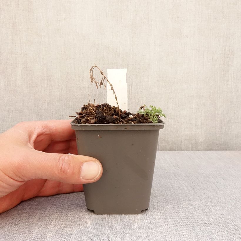 Exemplaar van Artemisia pontica - Romeinse alant Kweekpotje van 8/9 cm zoals geleverd in de lente