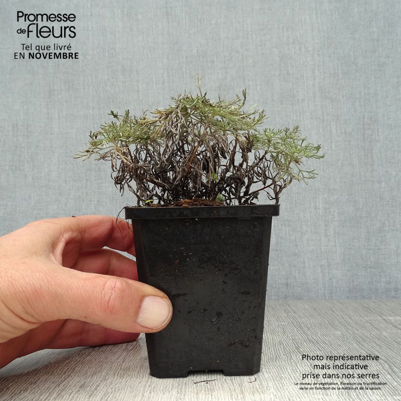 Exemplaar van Artemisia schmidtiana Nana - Alsem Kweekpotje van 8/9 cm zoals geleverd in de herfst