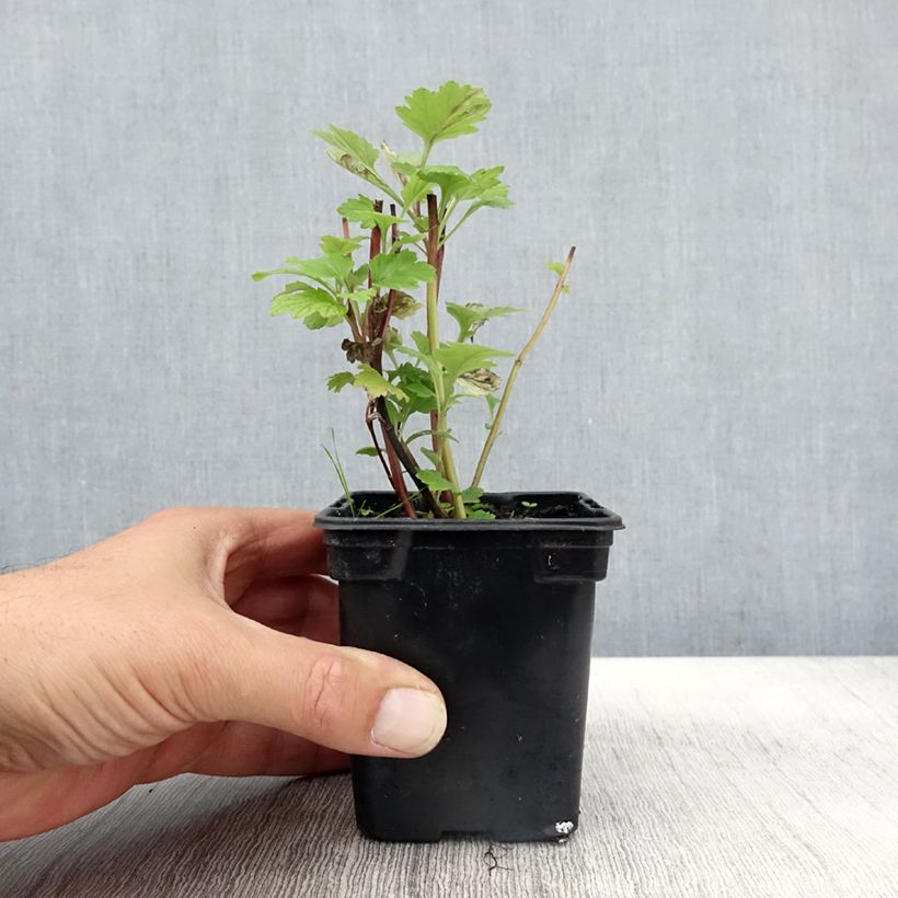 Exemplaar van Armoise - Artemisia vulgaris BIO - Herbe de feu Godet de 7/8 cm zoals geleverd in de herfst