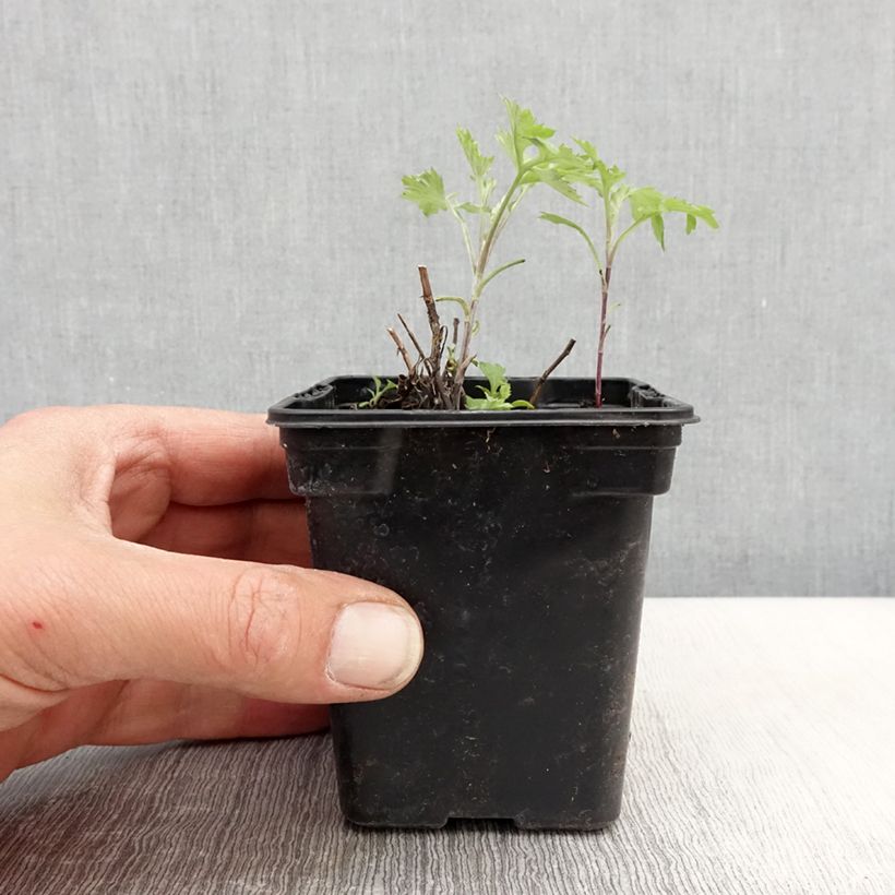 Example of Bijvoet BIO - Artemisia vulgaris Kweekpotje van 7/8 cm as you get in printemps