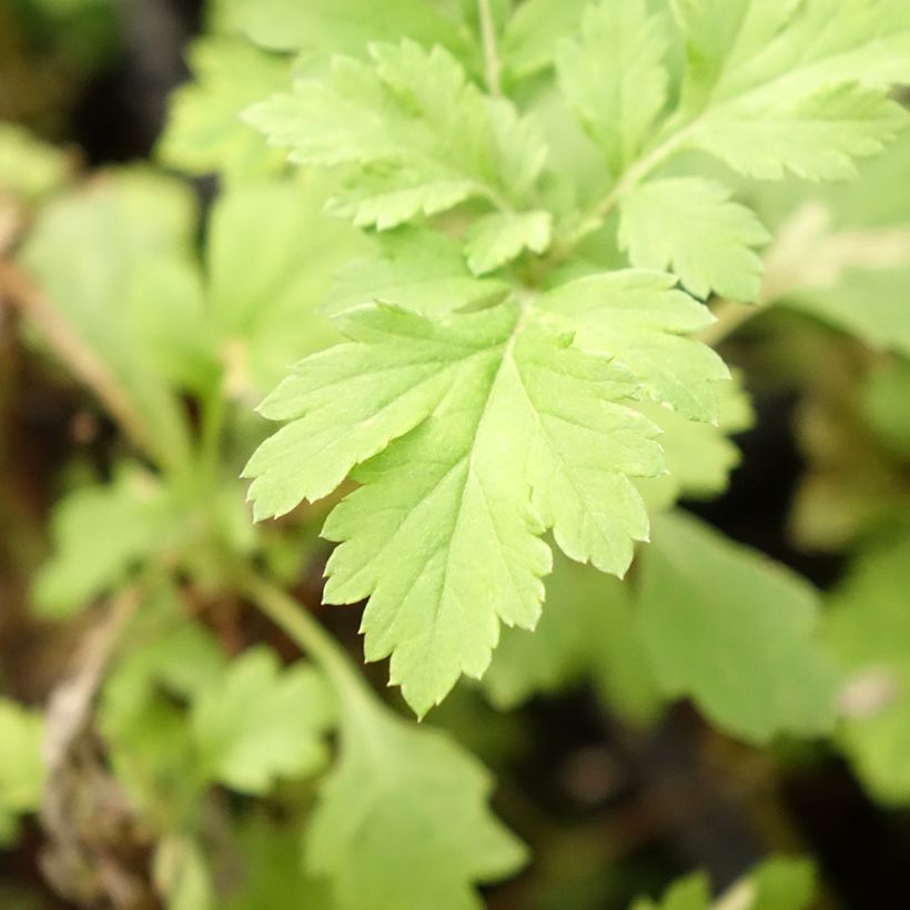 Bijvoet BIO - Artemisia vulgaris (Blad)