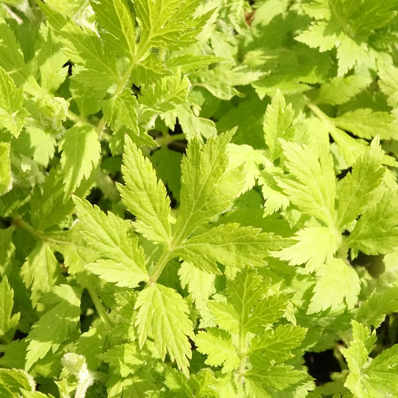 Artemisia lactiflora Jim Russel - Witte bijvoet (Blad)