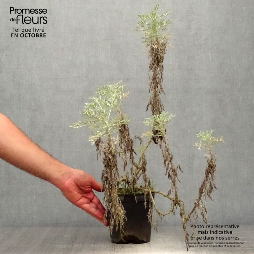 Exemplaar van Artemisia arborescens Powis Castle - Alsem Pot van 2 l/3 l zoals geleverd in de herfst
