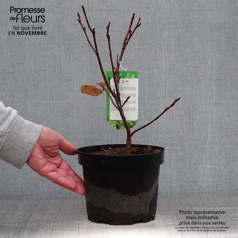 Exemplaar van Aronia arbutifolia Brilliant - Appelbes Pot van 2 l/3 l zoals geleverd in de herfst
