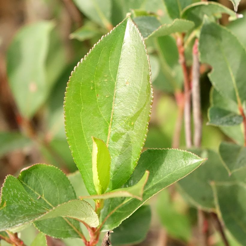 Appelbes Lowberry Little Helpers - Aronia (Blad)