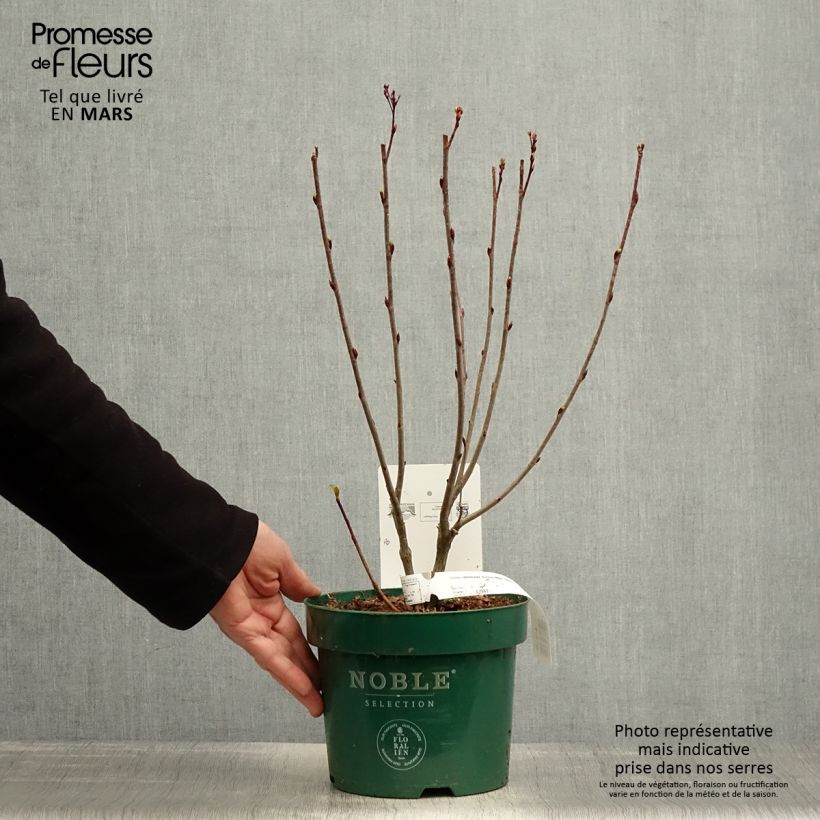 Example of Aronia melanocarpa Autumn Magic - Zwarte appelbes Pot van 2 l/3 l as you get in printemps