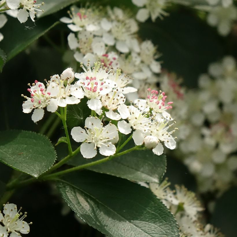 Aronia melanocarpa Autumn Magic - Zwarte appelbes (Bloei)