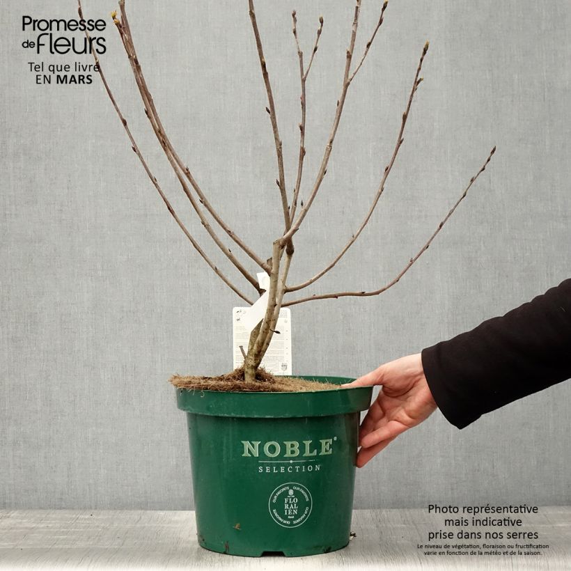 Example of Aronia melanocarpa Autumn Magic - Zwarte appelbes Pot van 7,5 l/10 l as you get in printemps