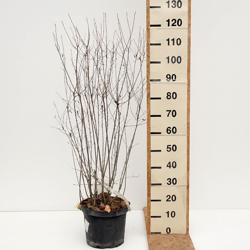 Exemplaar van Aronia melanocarpa Professor Ed - Zwarte appelbes Pot van 7,5 l/10 l zoals geleverd in de herfst