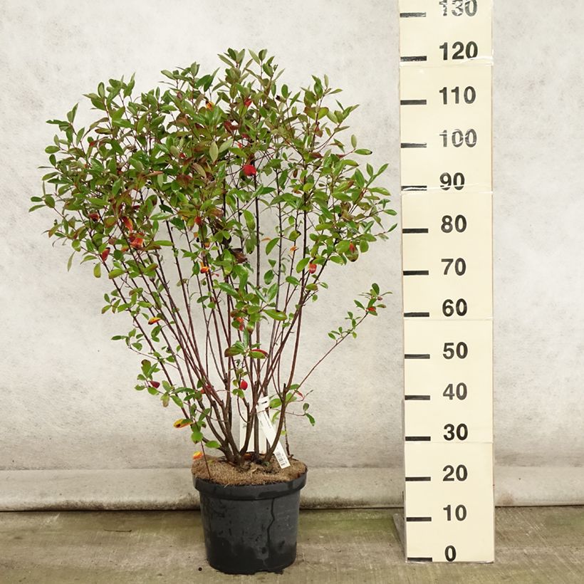 Exemplaar van Aronia melanocarpa Professor Ed - Zwarte appelbes Pot van 7,5 l/10 l zoals geleverd in de zomer