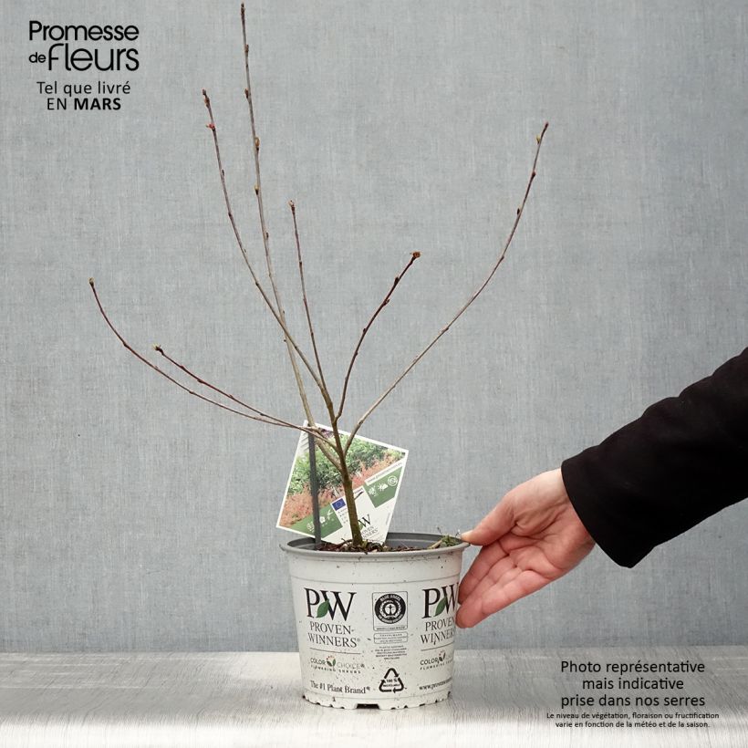 Example of Aronia melanocarpa Revontuli Hedger - Zwarte appelbes Pot van 3 l/4 l as you get in printemps