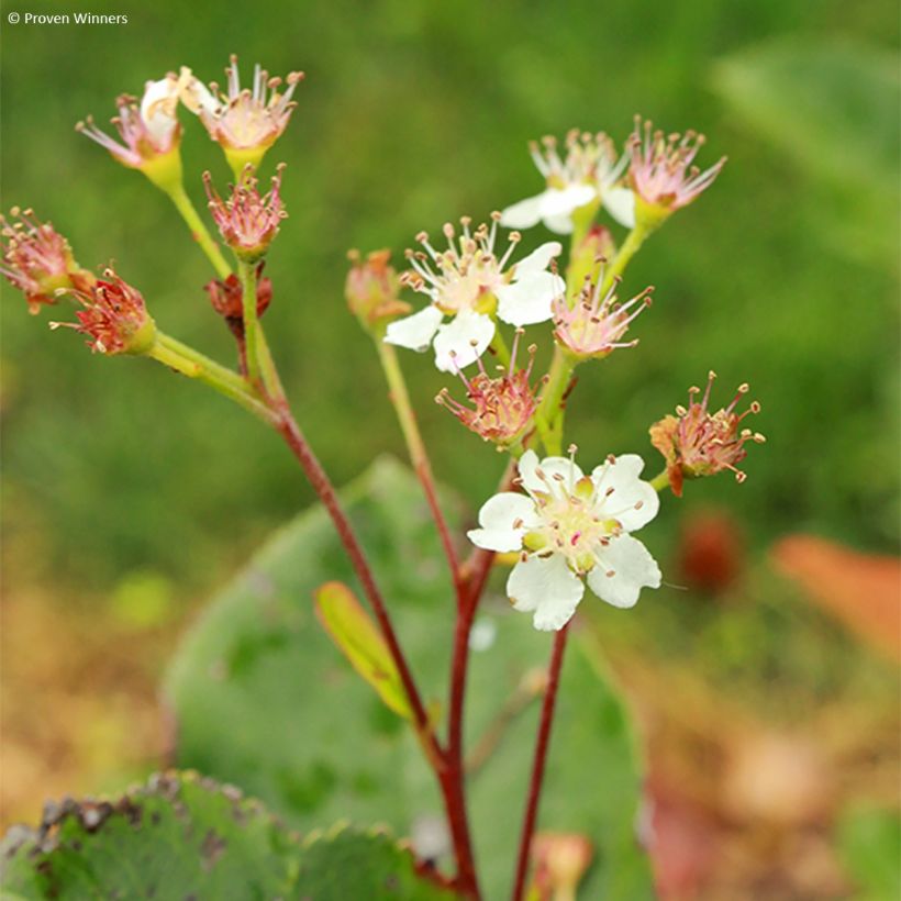 Aronia melanocarpa Revontuli Hedger - Zwarte appelbes (Flowering)