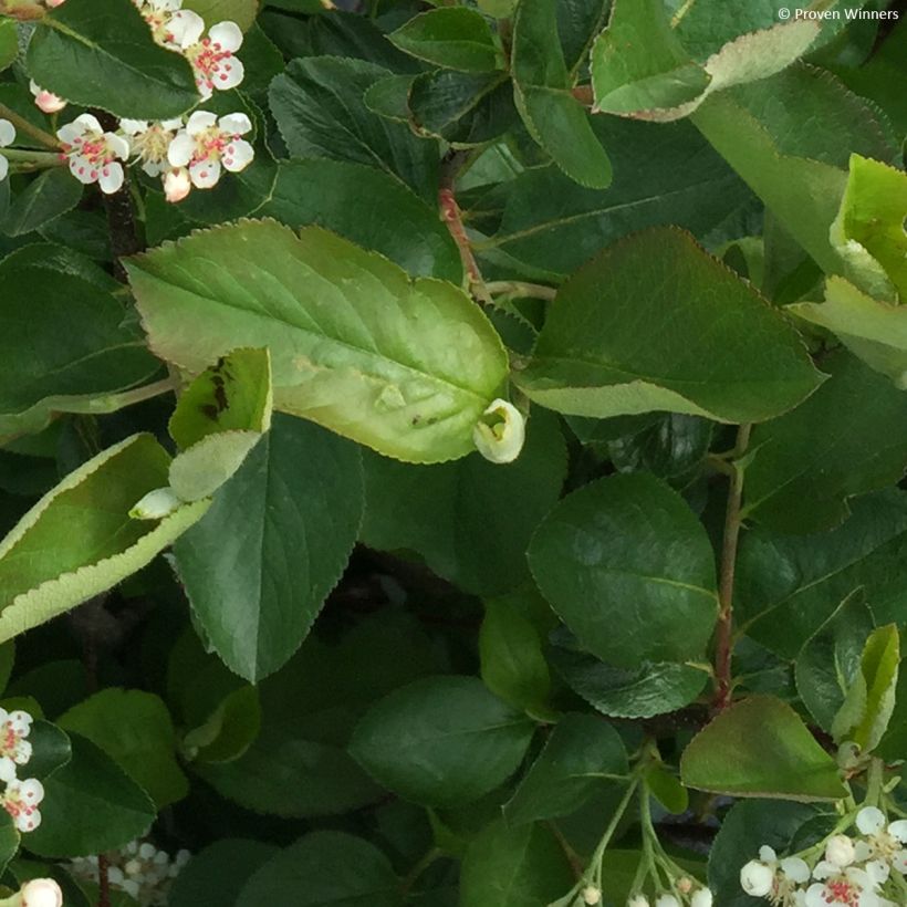 Aronia melanocarpa Revontuli Hedger - Zwarte appelbes (Blad)