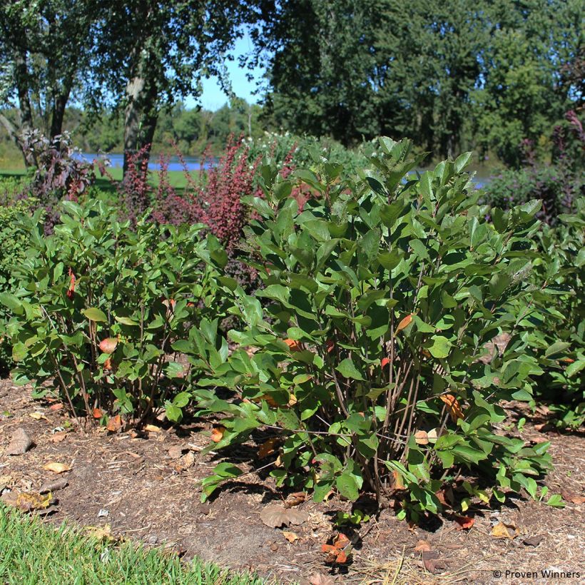 Aronia melanocarpa Revontuli Hedger - Zwarte appelbes (Groeiplaats)