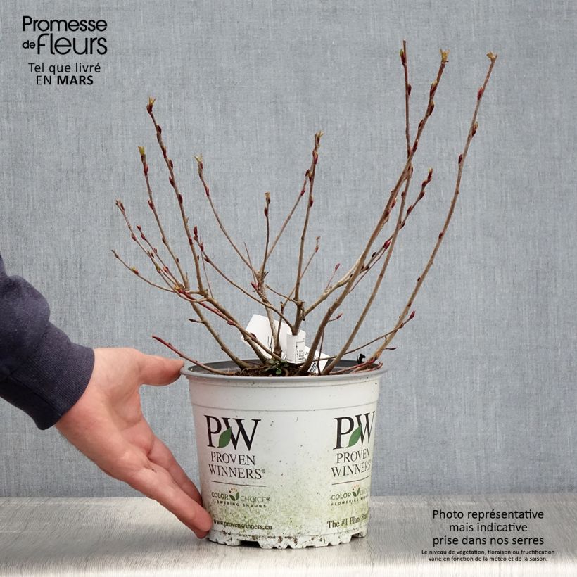 Example of Aronia melanocarpa Revontuli Mound - Zwarte appelbes Pot van 3 l/4 l as you get in printemps