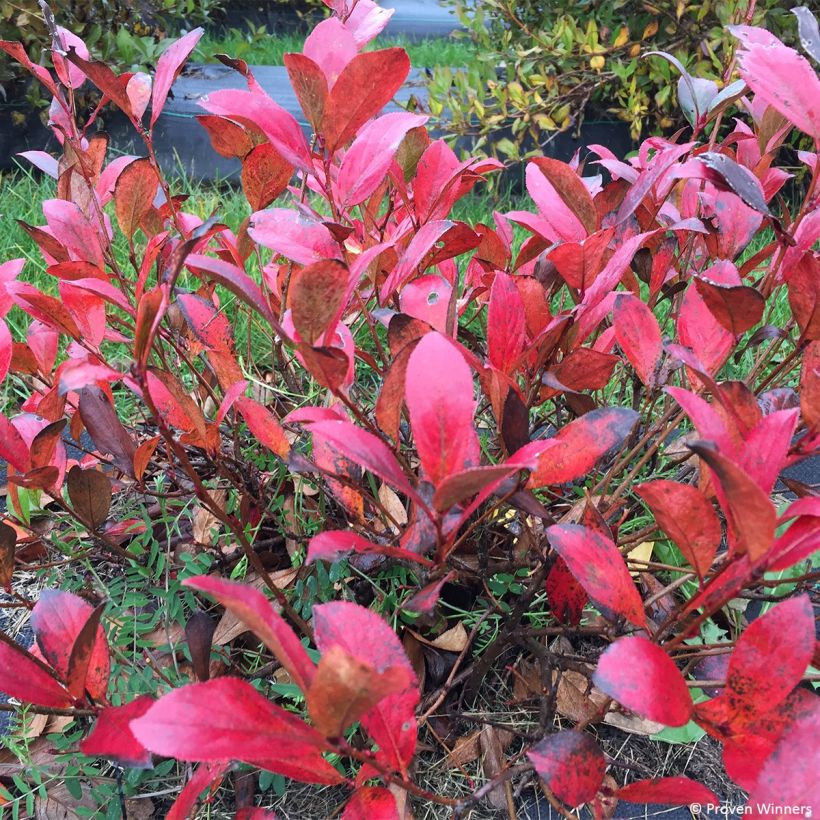 Aronia melanocarpa Revontuli Mound - Zwarte appelbes (Blad)