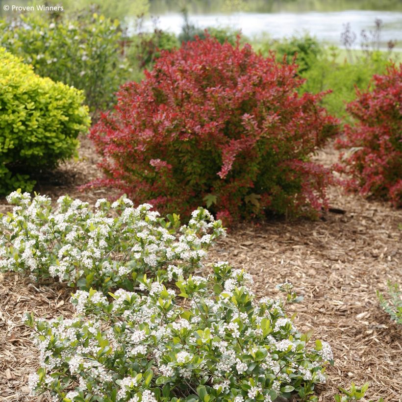Aronia melanocarpa Revontuli Mound - Zwarte appelbes (Groeiplaats)