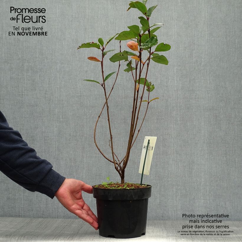 Exemplaar van Aronia prunifolia Aron - Appelbes Pot van 2 l/3 l zoals geleverd in de herfst