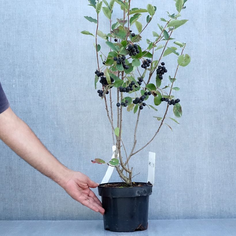 Exemplaar van Aronia prunifolia Aron - Appelbes Pot van 2 l/3 l zoals geleverd in de zomer