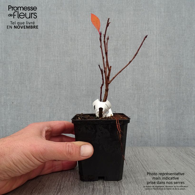 Exemplaar van Aronia prunifolia Viking - Appelbes Kweekpotje van 7/8 cm zoals geleverd in de herfst