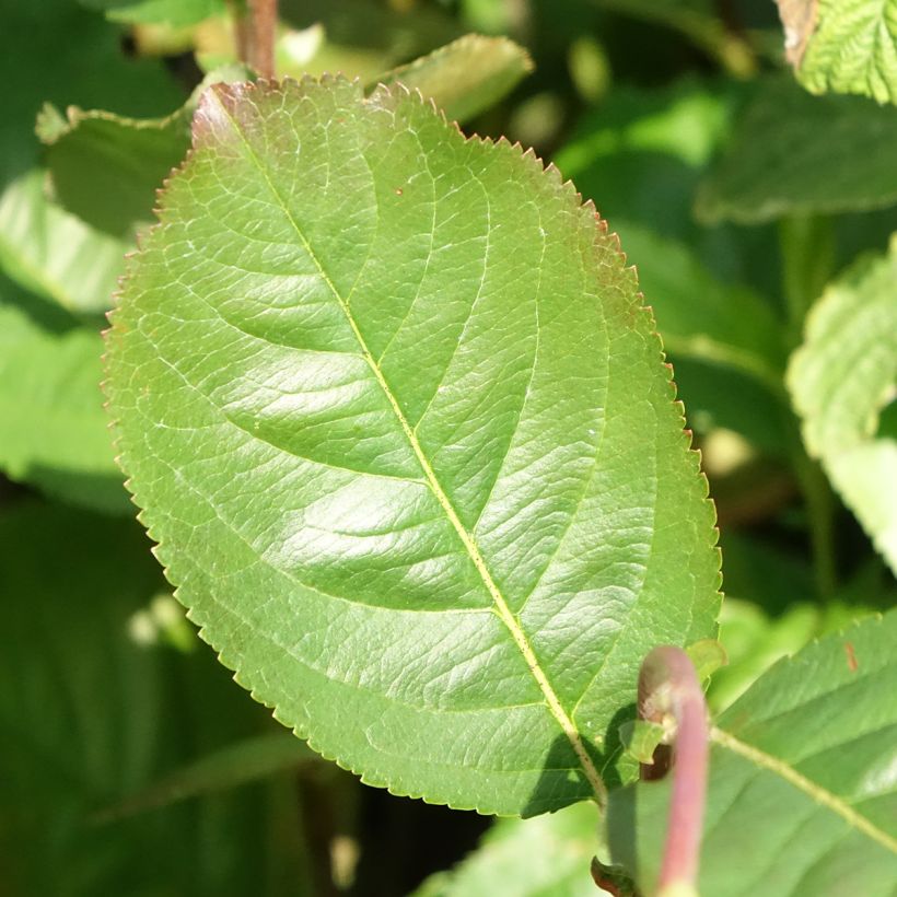 Appelbes Rubina - Aronia (Blad)