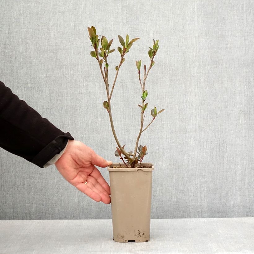 Exemplaar van Appelbes Rubina - Aronia Pot van 1,5 l/2 l, Pol zoals geleverd in de lente