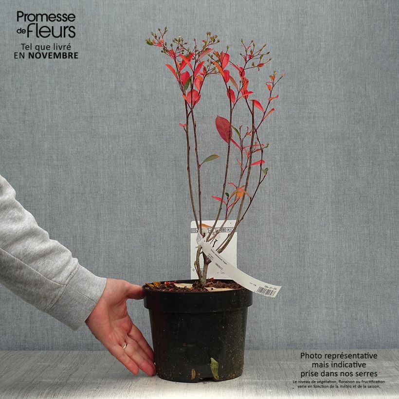 Exemplaar van Aronia melanocarpa Hugin - Zwarte appelbes Pot van 2 l/3 l zoals geleverd in de herfst