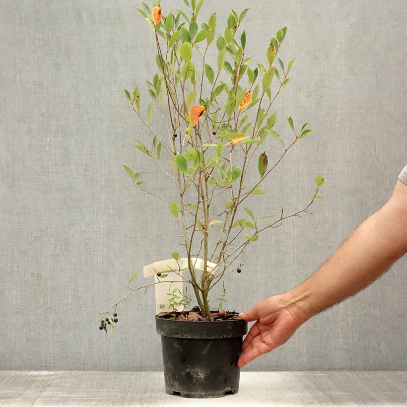 Exemplaar van Aronia melanocarpa Hugin - Zwarte appelbes Pot van 2 l/3 l zoals geleverd in de zomer