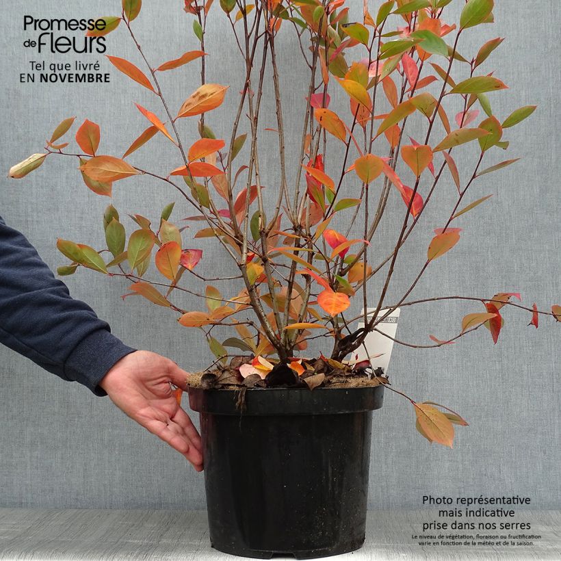 Exemplaar van Aronia melanocarpa Hugin - Zwarte appelbes Pot van 7,5 l/10 l zoals geleverd in de herfst