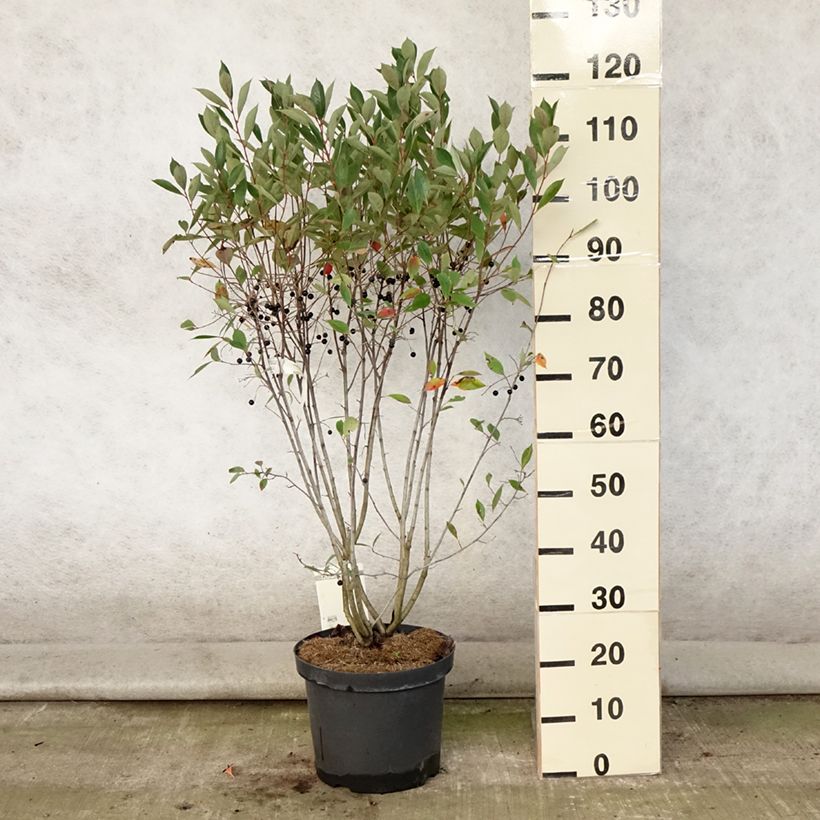 Exemplaar van Aronia melanocarpa Hugin - Zwarte appelbes Pot van 7,5 l/10 l zoals geleverd in de zomer