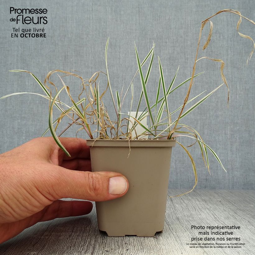 Exemplaar van Arrhenatherum bulbosum Variegatum - Glanshaver Kweekpotje van 8/9 cm zoals geleverd in de herfst