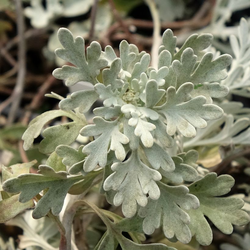 Artemisia stelleriana Moris Strain - Alsem (Blad)