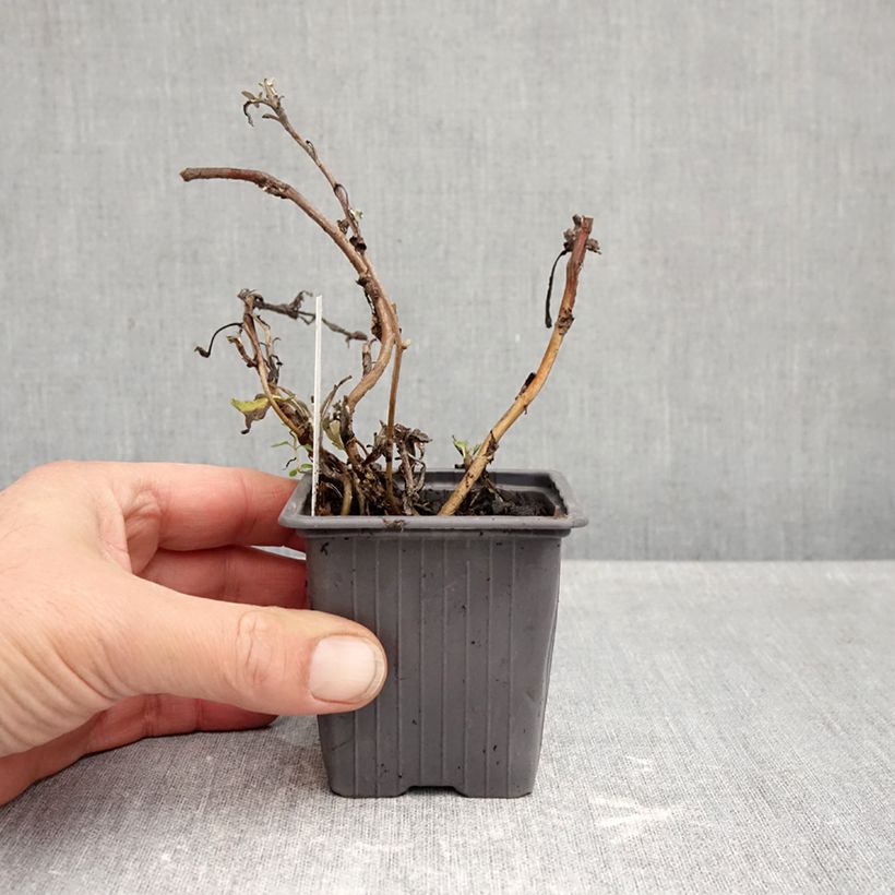 Exemplaar van Artemisia stelleriana Moris Strain - Alsem Kweekpotje van 8/9 cm zoals geleverd in de herfst