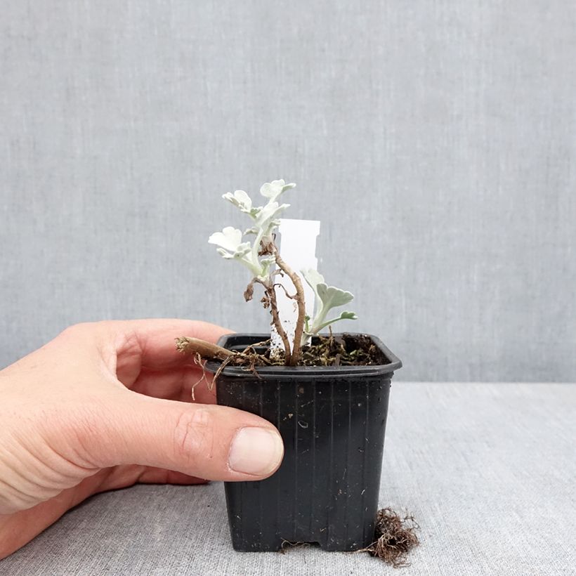 Exemplaar van Artemisia stelleriana Moris Strain - Alsem Kweekpotje van 8/9 cm zoals geleverd in de lente