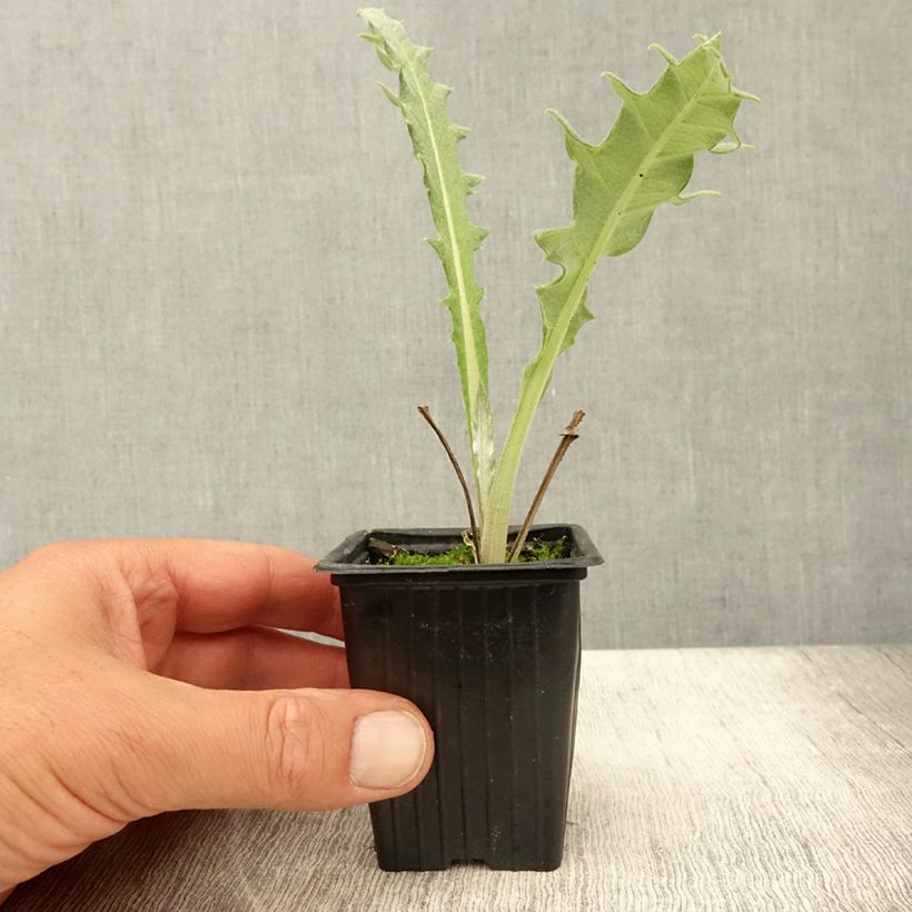 Exemplaar van Artisjok Paarse van de Provence (jonge planten in kweekpotjes) Kweekpotje van 7/8 cm zoals geleverd in de zomer