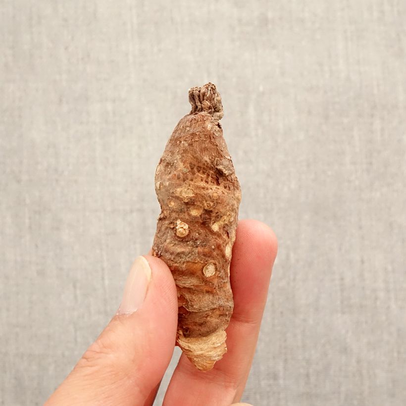 Exemplaar van Arum italicum - Italiaanse aronskelk Bol zoals geleverd in de lente