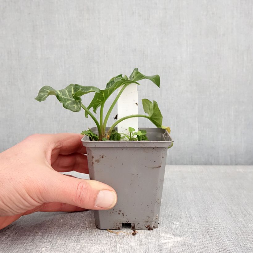 Exemplaar van Arum italicum - Italiaanse aronskelk Kweekpotje van 8/9 cm zoals geleverd in de winter