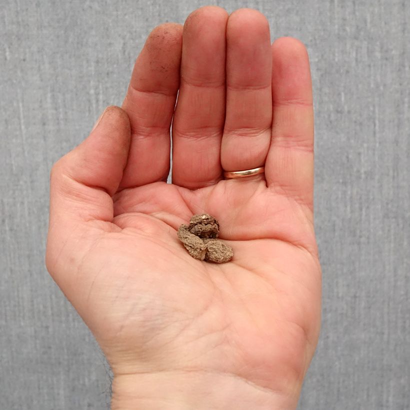 Exemplaar van Arum maculatum - Gevlekte aronskelk Bol kaliber I zoals geleverd in de lente