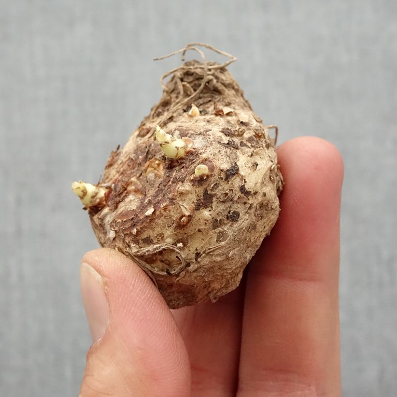 Exemplaar van Zantedeschia Captain Mirage - Calla Bol kaliber 14+ zoals geleverd in de lente