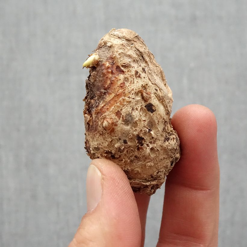 Exemplaar van Zantedeschia Captain Trinity - Calla Bol kaliber 14+ zoals geleverd in de lente